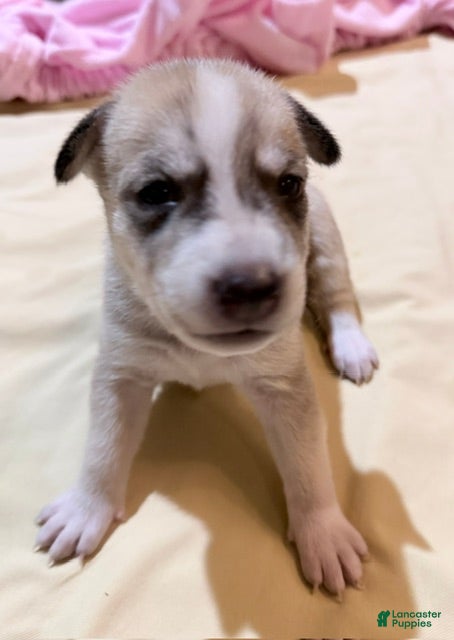 Mixed Breed dogs Pitsky male - Ad 1