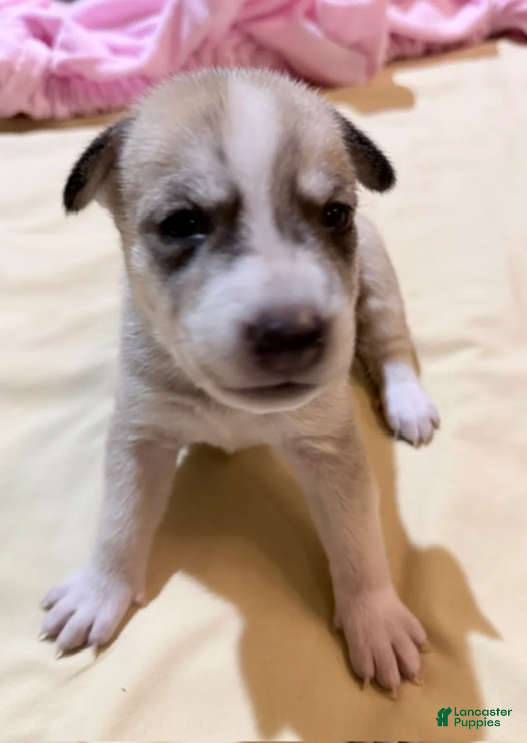 Mixed Breed dogs for sale: Pitsky male - Ad 1