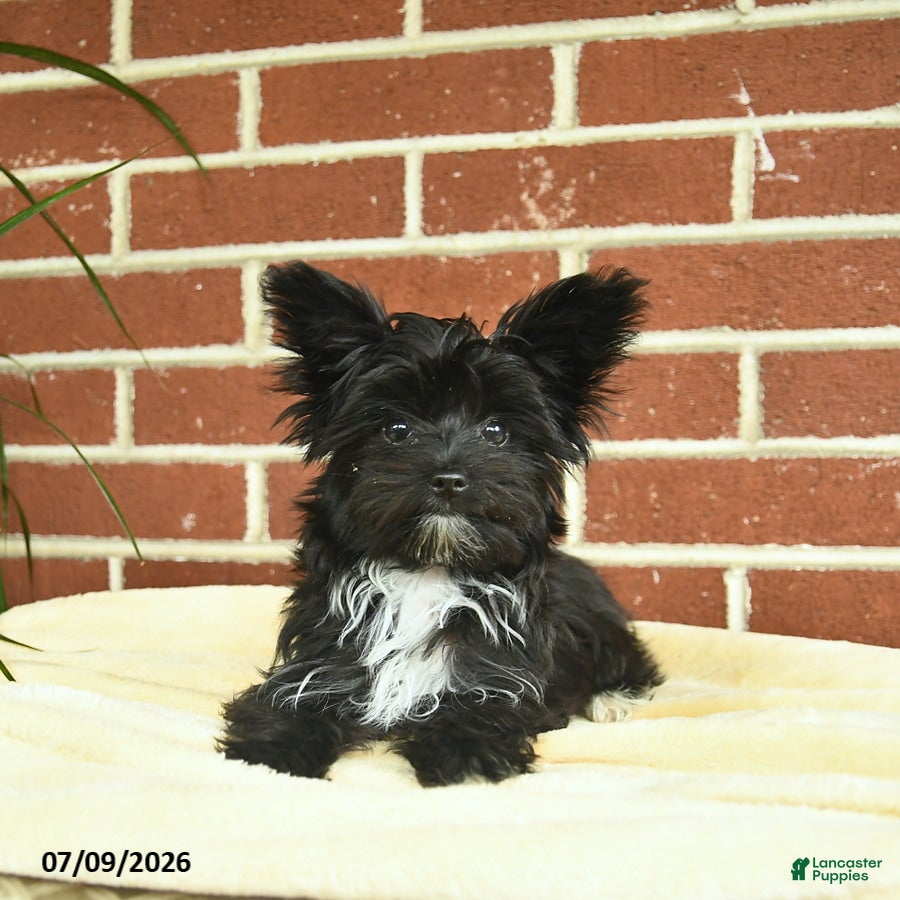 Yorkshire Terrier dogs Stella - Ad 2