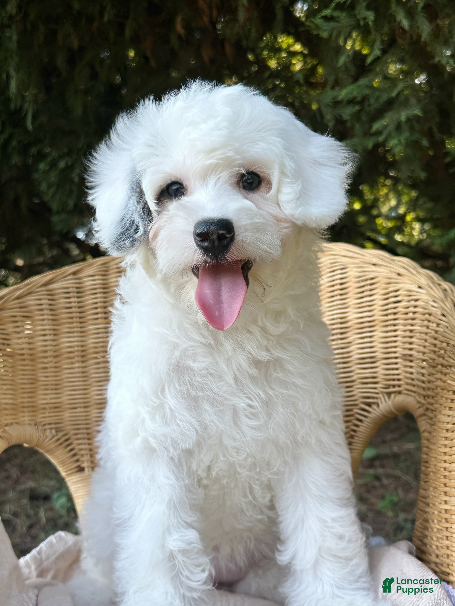 Mini Bernedoodle dogs ☀️ 🏄‍♀️ 🏖️ SUMMER 🏖️ 🏄‍♀️ ☀️  - Ad 2
