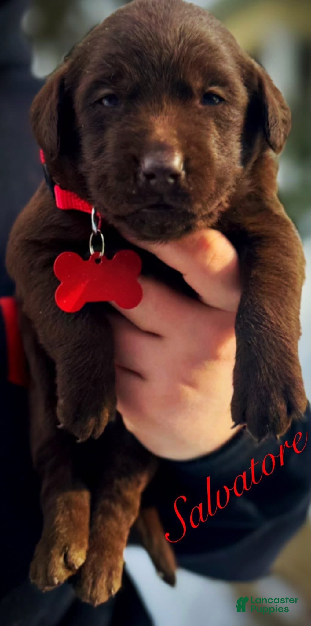 Labrador Retriever dogs Sal - Ad 15