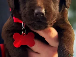 Labrador Retriever dogs Sal - Ad 15