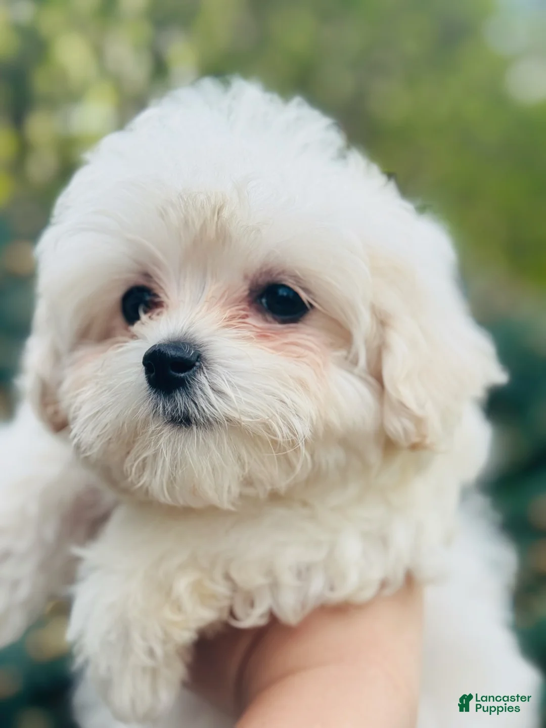 Maltipoo dogs for sale: Ginger - Ad 1