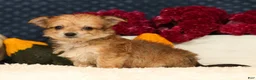 Yochon dogs for sale: Timmy - Ad 3