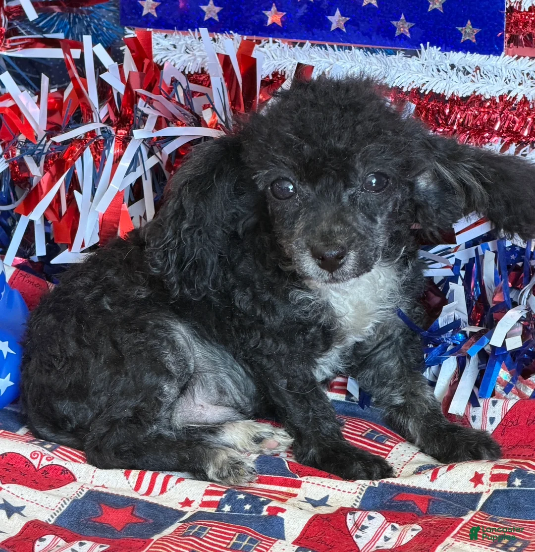 Toy Poodle dogs for sale: Cory - Ad 2