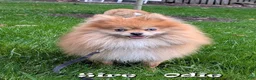 Pomeranian dogs for sale: Cinnamon - Ad 11