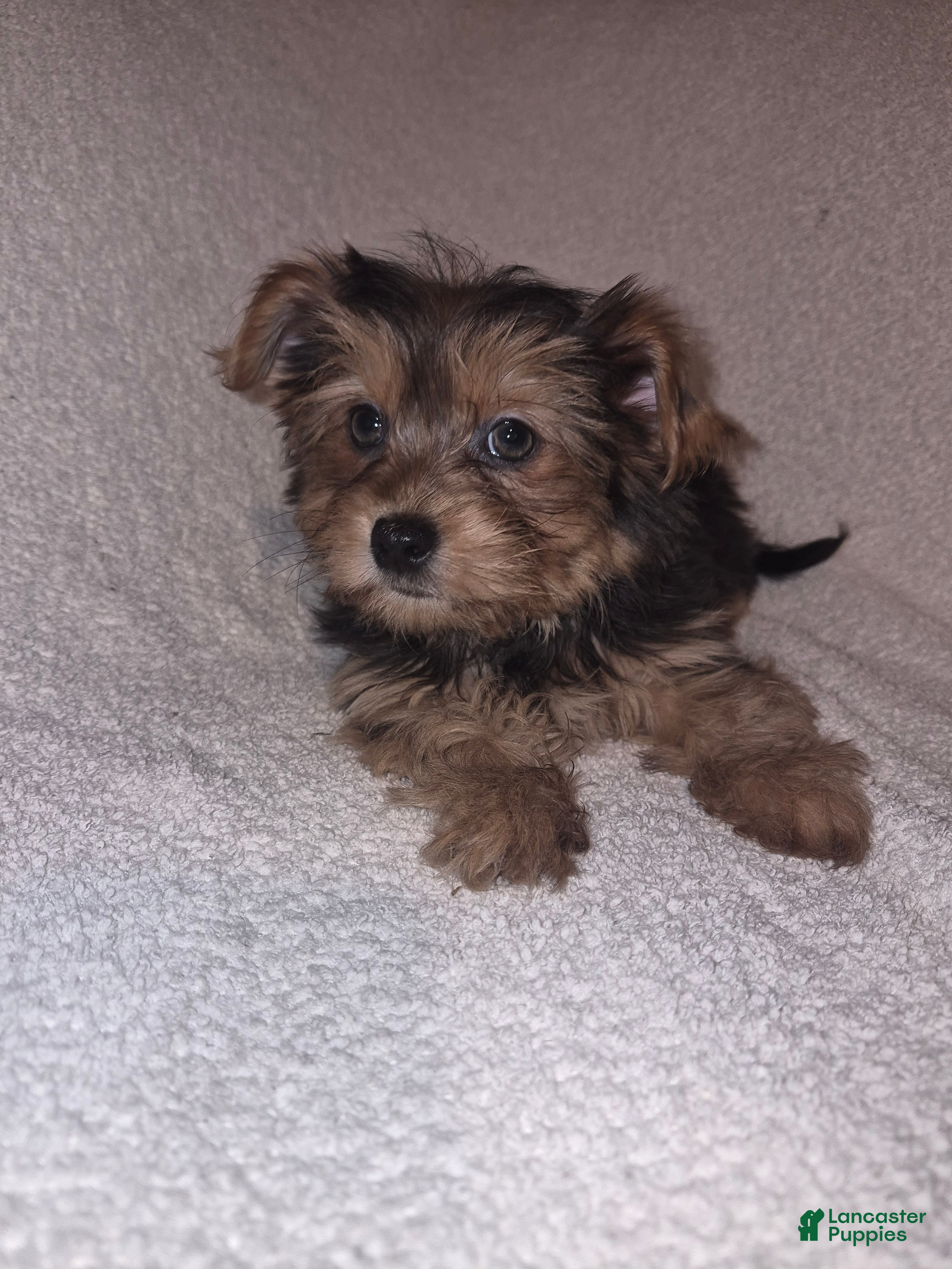 Shorkie dogs Resse  - Ad 1