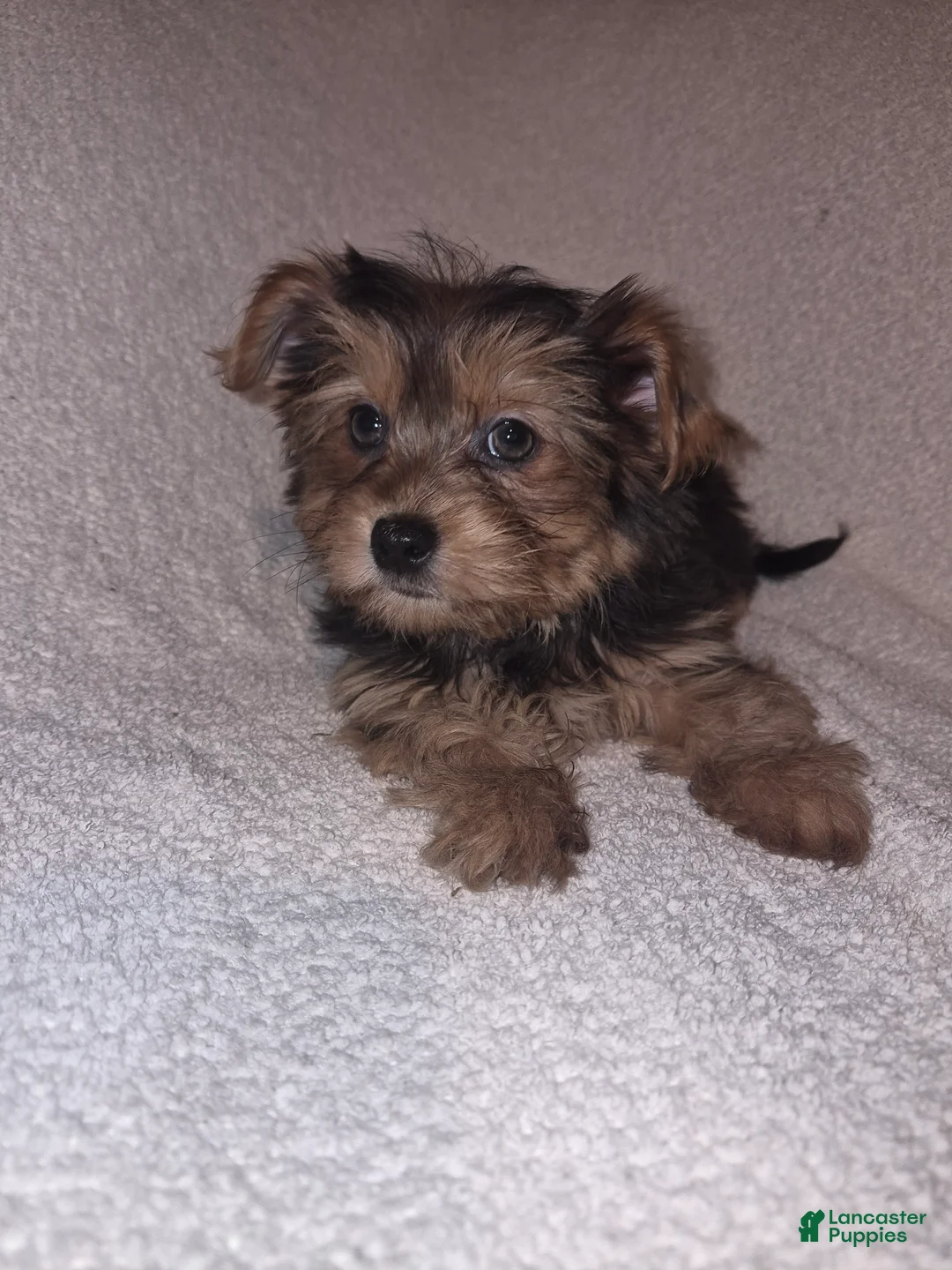 Shorkie dogs for sale: Resse  - Ad 1