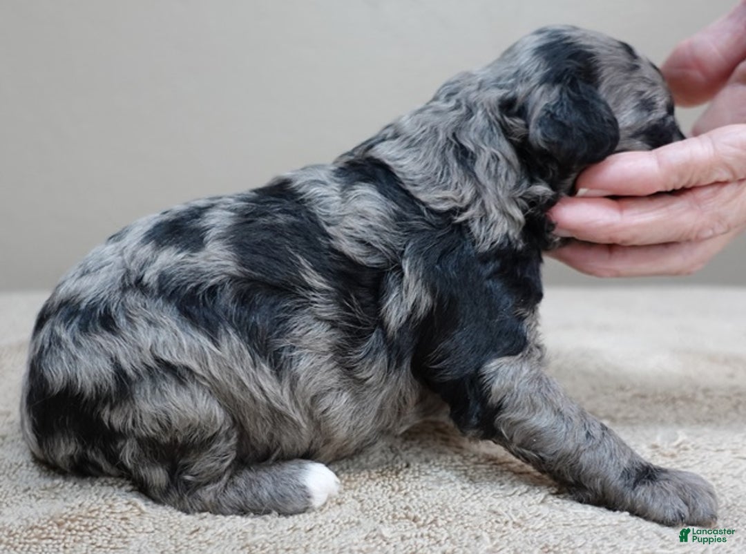 Toy Poodle dogs for sale: Millie - Ad 4