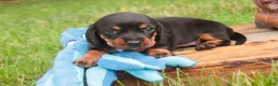 Miniature Dachshund dogs for sale: Wyatt Miniature Dachshund  - Ad 4