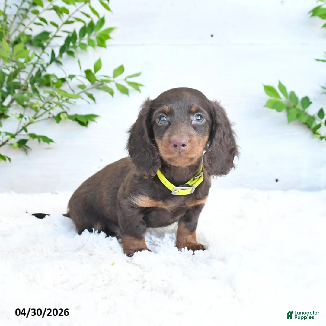 Miniature Dachshund dogs for sale: Milo - Ad 1