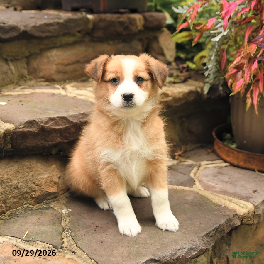 Australian Shepherd dogs Mango - Ad 2