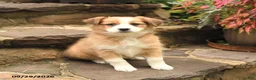 Australian Shepherd dogs for sale: Mango - Ad 2