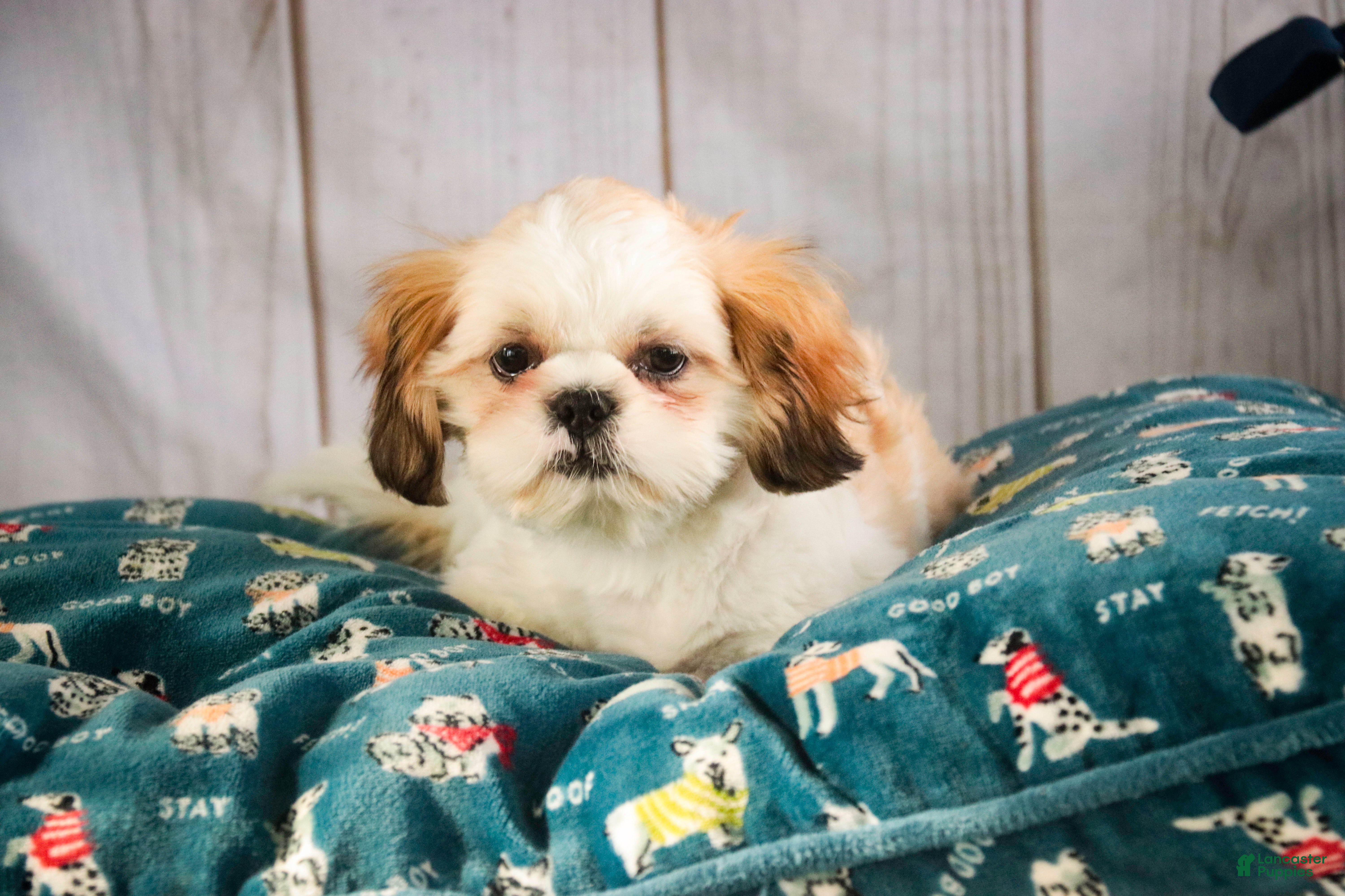 Shih Tzu dogs Bud - Ad 9