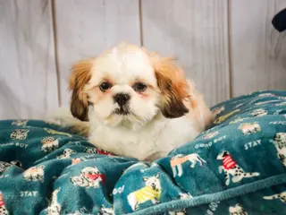 Shih Tzu dogs Bud - Ad 9