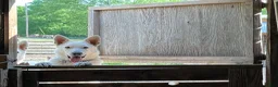 German Shepherd dogs for sale: Sandy - Ad 6