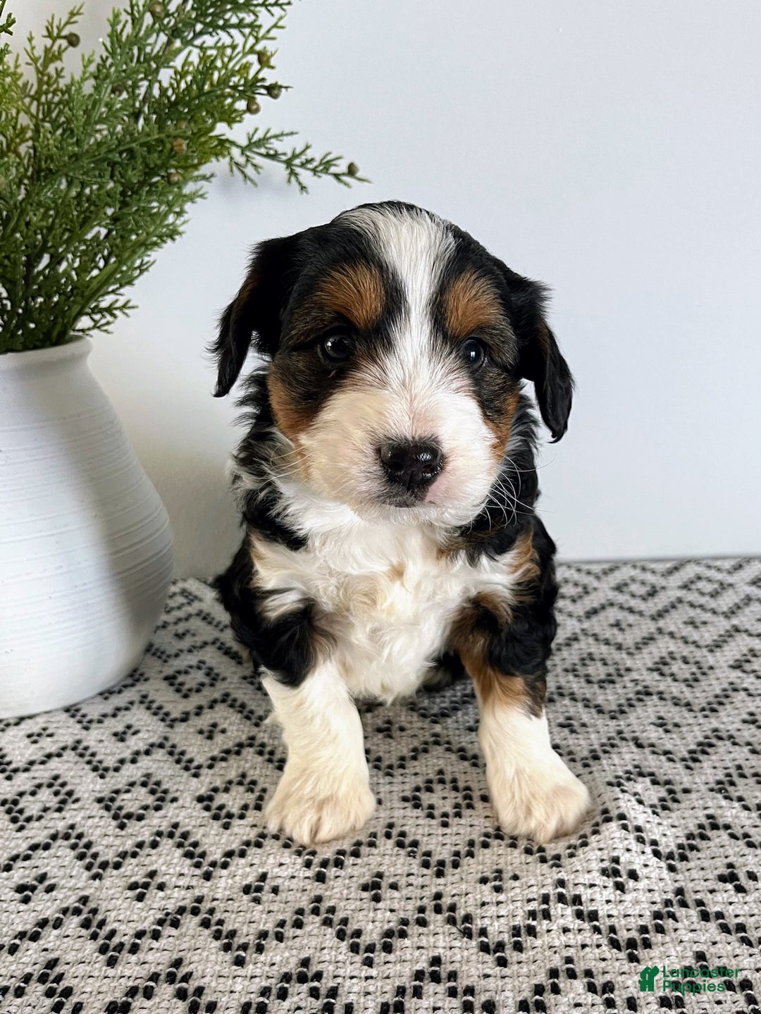 Mini Aussiedoodle dogs for sale: Ranger - Ad 3