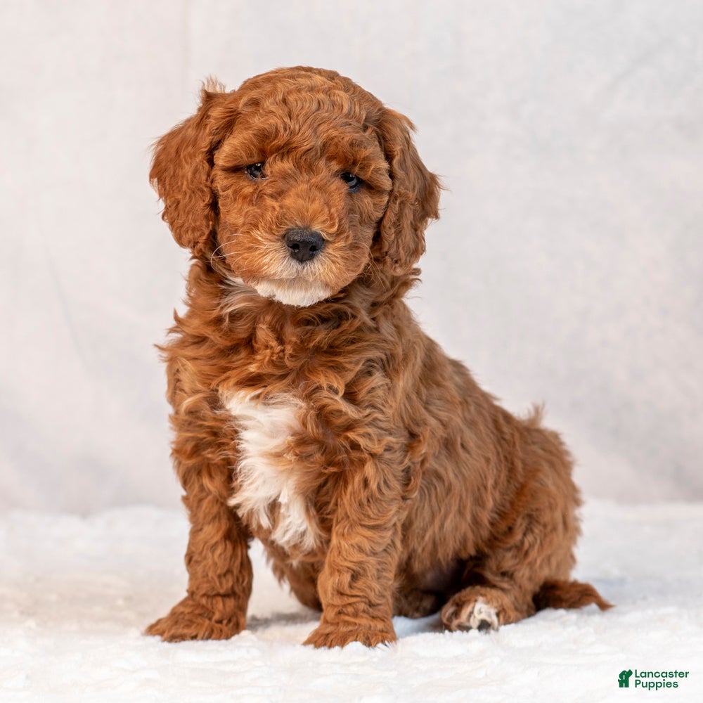 Mini Goldendoodle dogs Biscuit - Ad 7