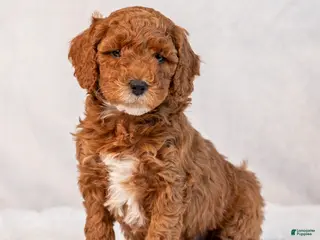 Mini Goldendoodle dogs Biscuit - Ad 7