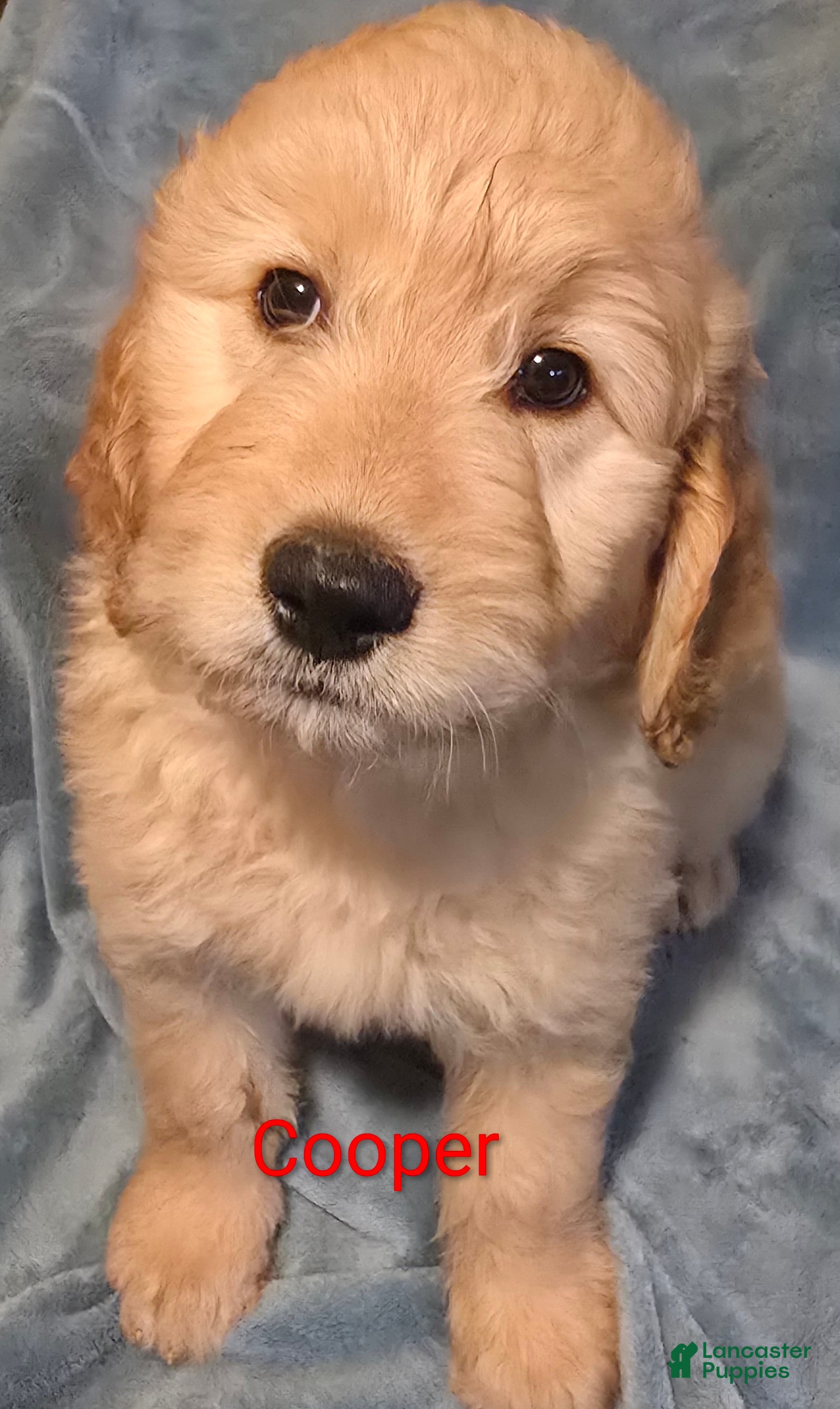 Goldendoodle dogs for sale: Cooper - Ad 1
