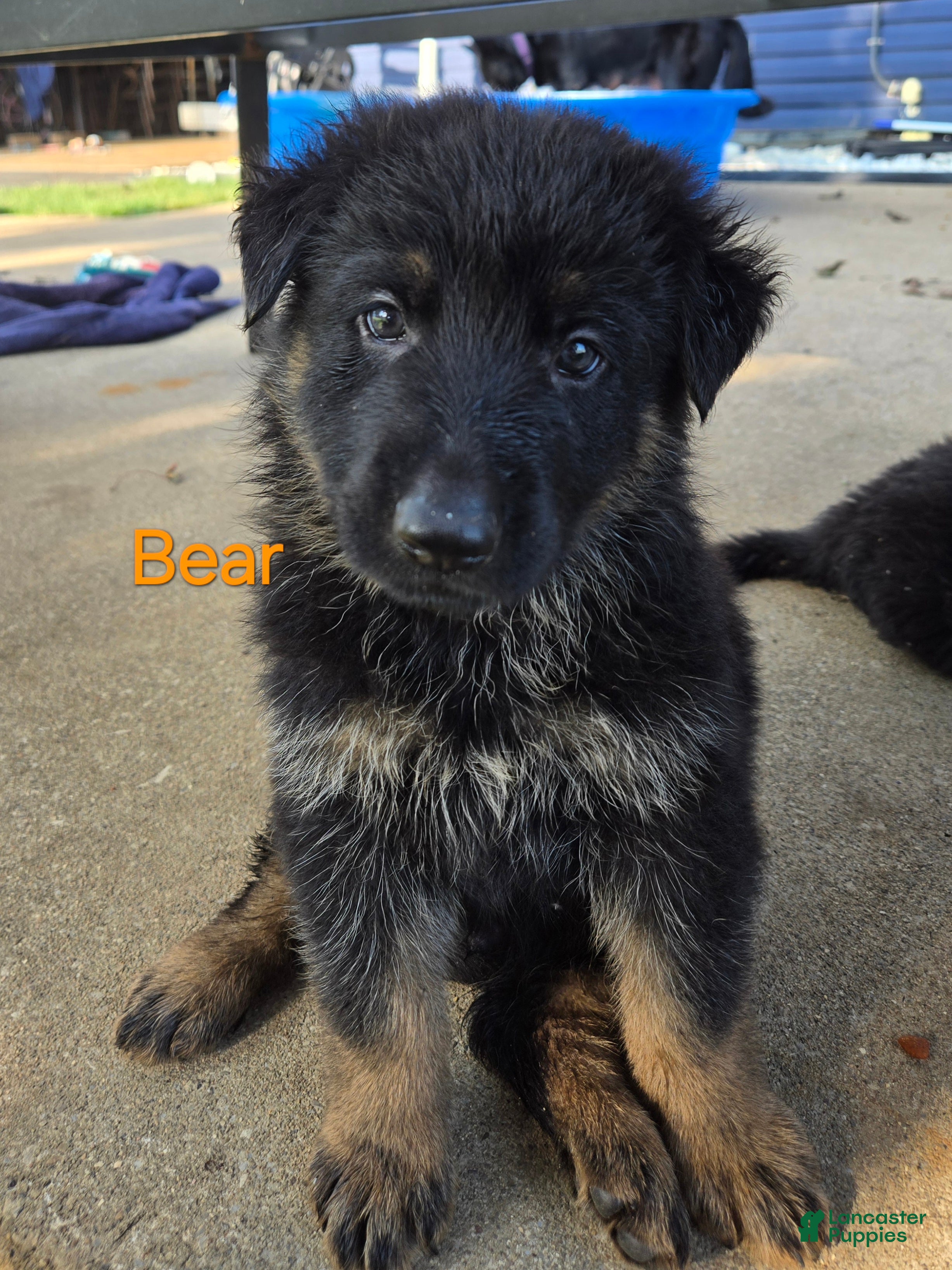 German Shepherd dogs for sale: Bear - Ad 2