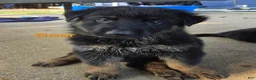 German Shepherd dogs for sale: Bear - Ad 1