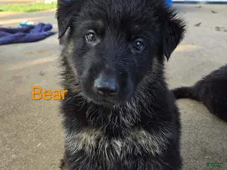 German Shepherd dogs Bear - Ad 4