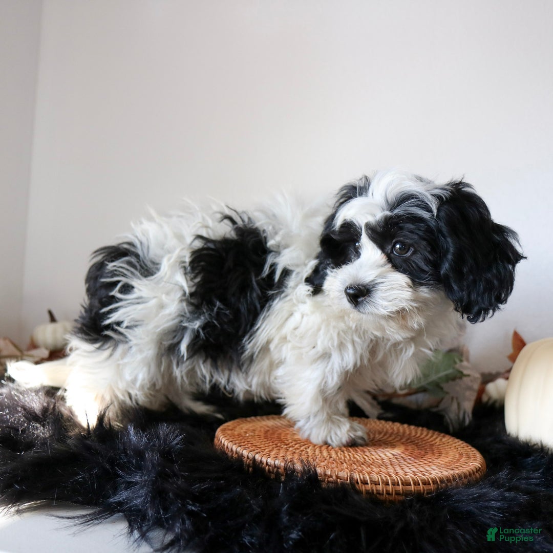 Teddy Bear dogs for sale: Oliver  - Ad 2