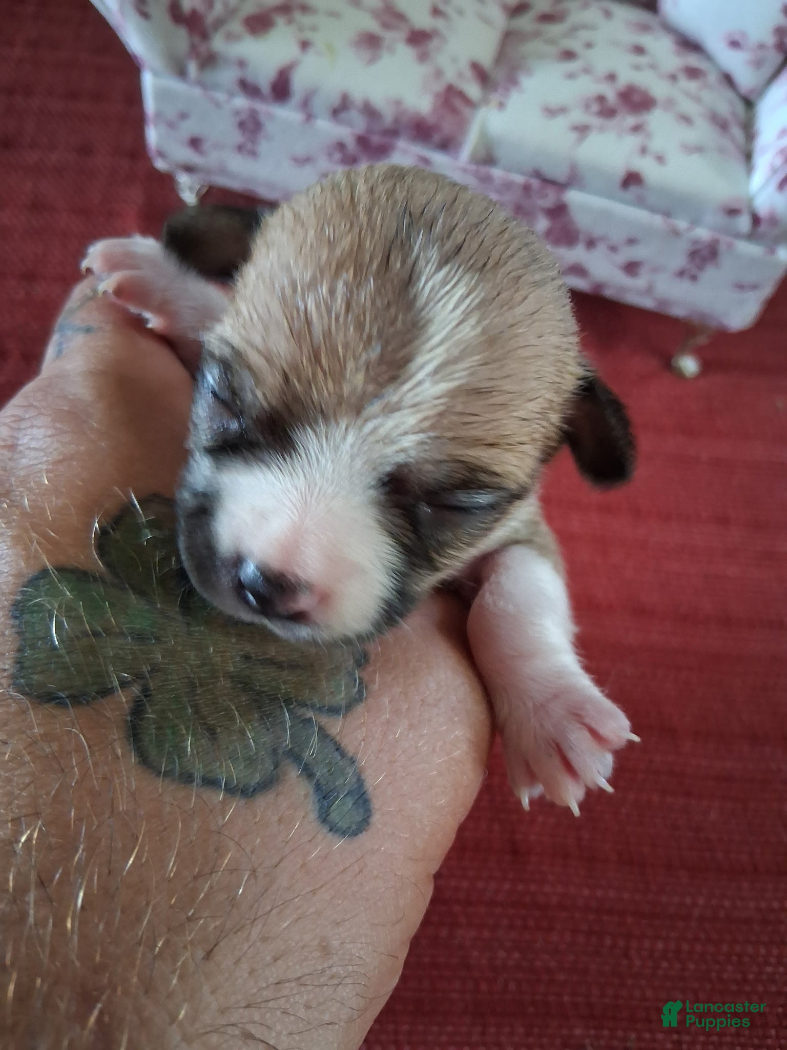Chihuahua dogs Mason - Ad 16