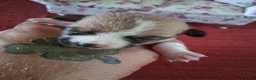 Chihuahua dogs for sale: Mason - Ad 1