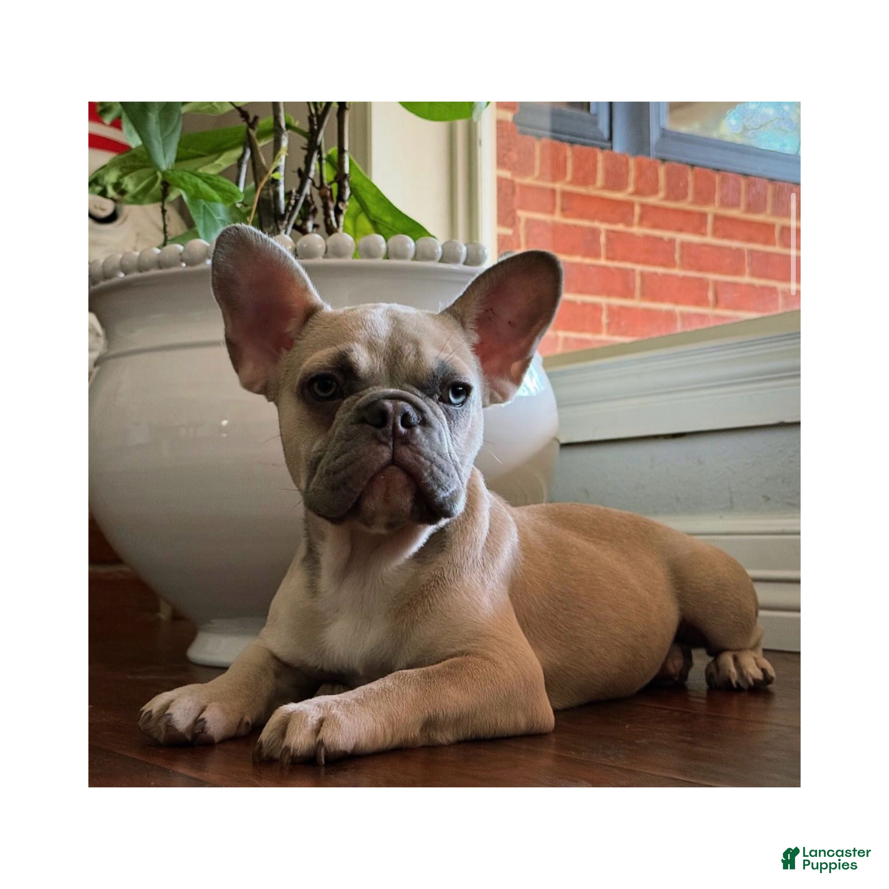 French Bulldog dogs French Bulldog Puppy 3 - Ad 2