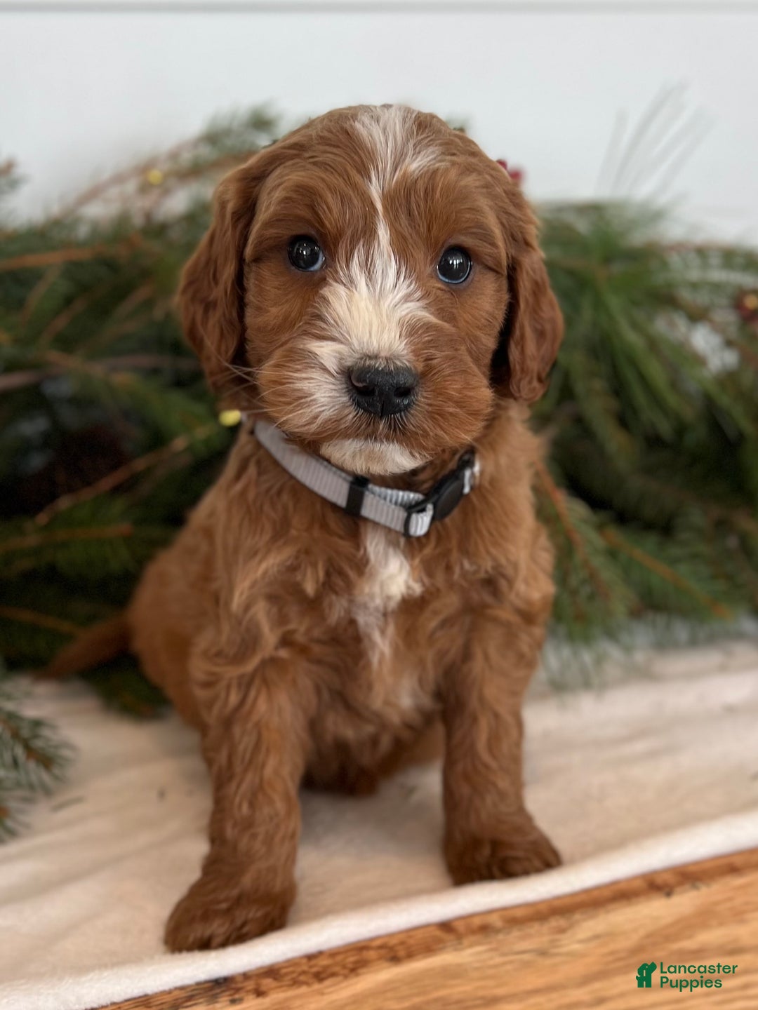 Irish Doodle dogs for sale: Asher - Ad 26