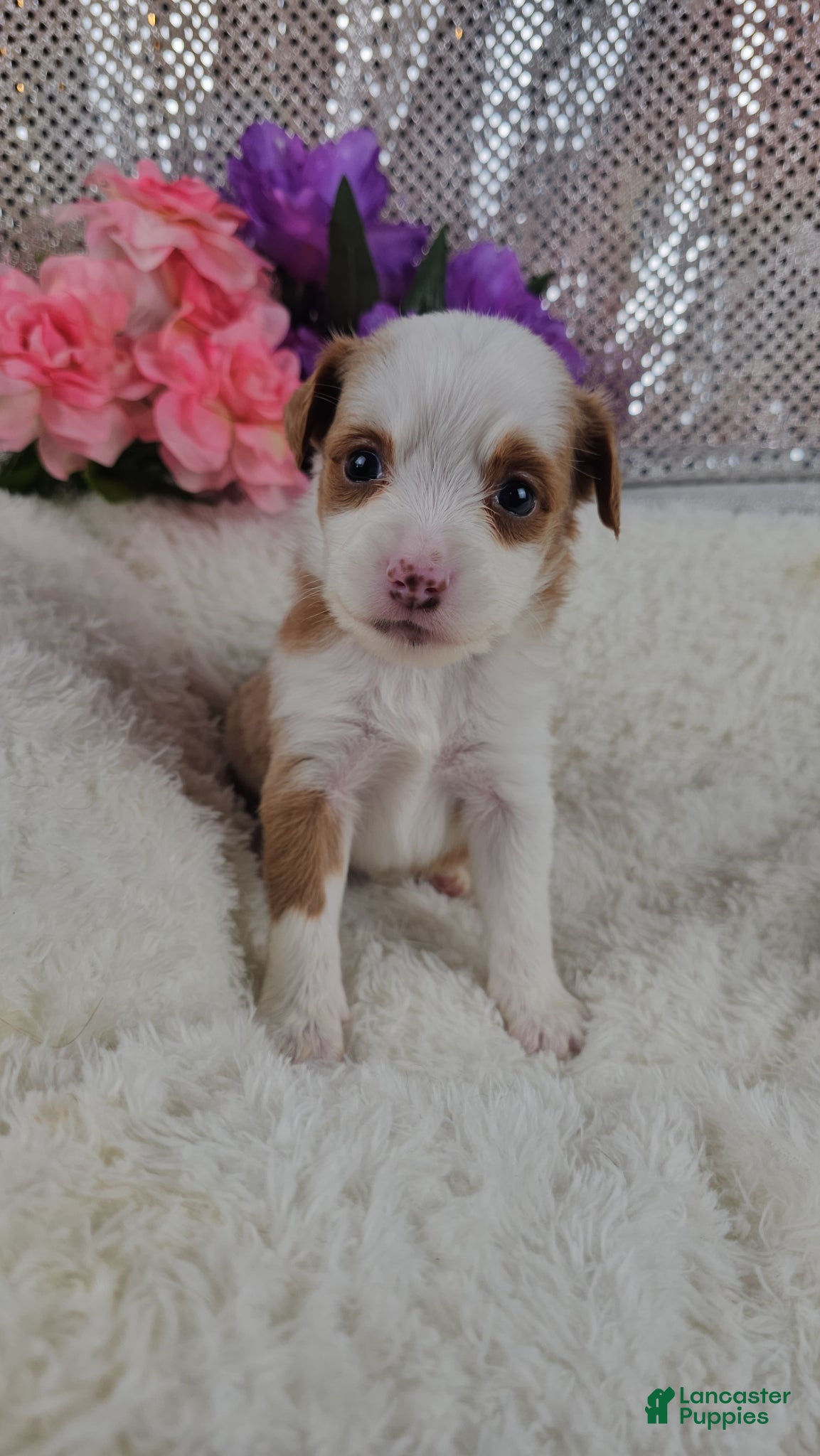 Mini Aussiedoodle dogs Soleil  - Ad 7