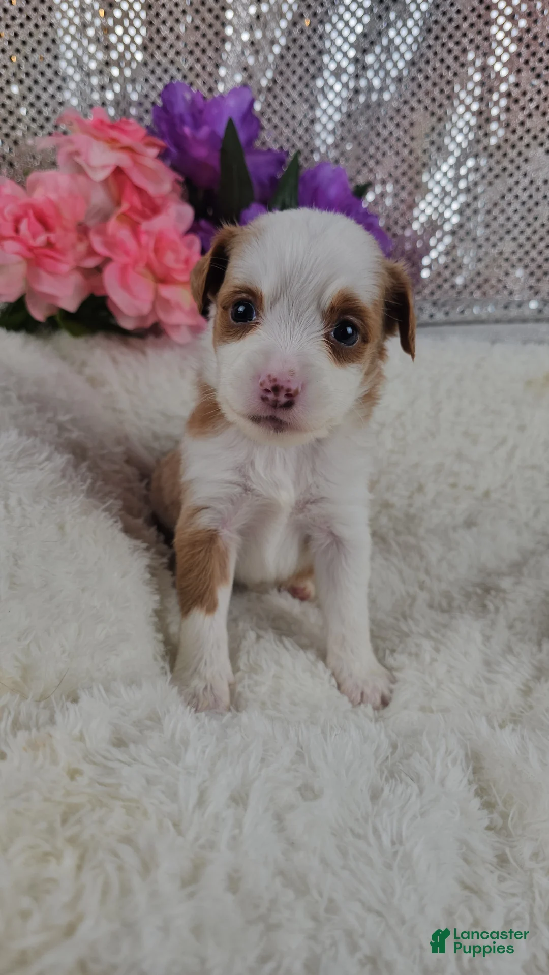 Mini Aussiedoodle dogs for sale: Soleil  - Ad 1