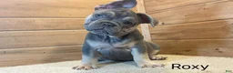 French Bulldog dogs for sale: Roxy - Ad 5