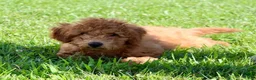 Miniature Labradoodle dogs for sale: Adam - Ad 3