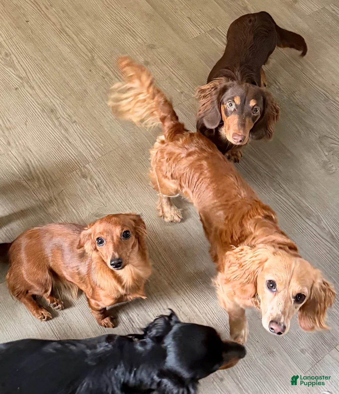 Gallery Image {{count}}