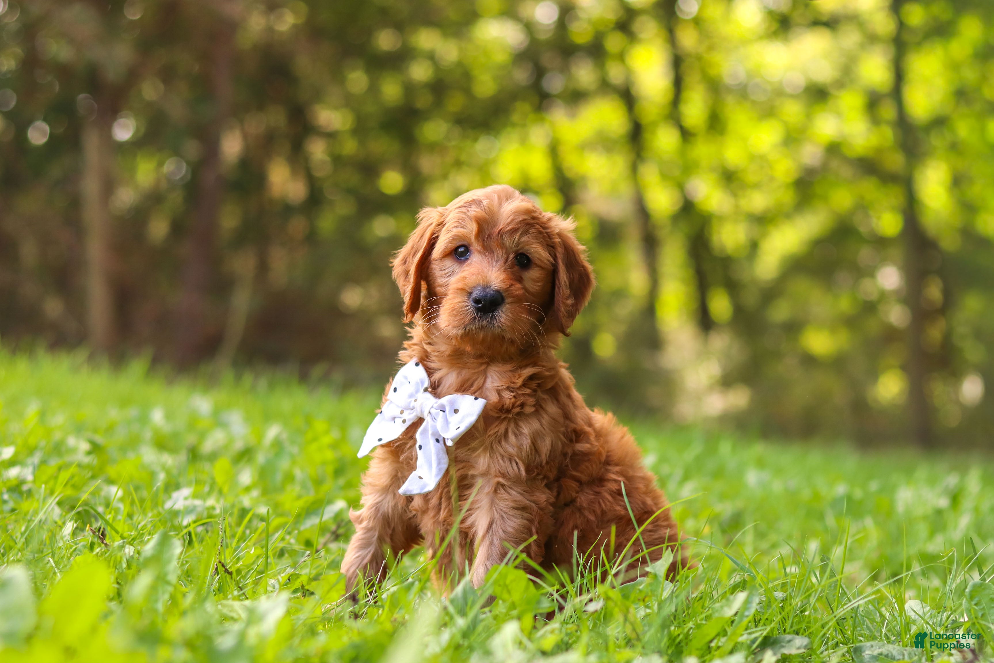 Goldendoodle dogs Baxter - Ad 2