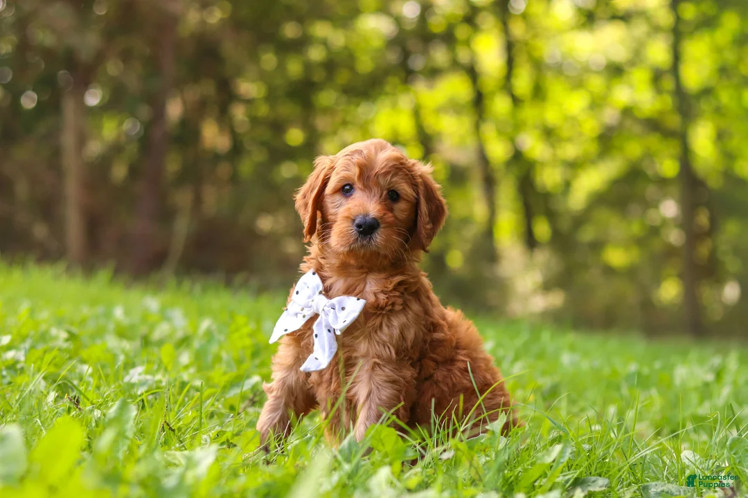 Goldendoodle dogs for sale: Baxter - Ad 2