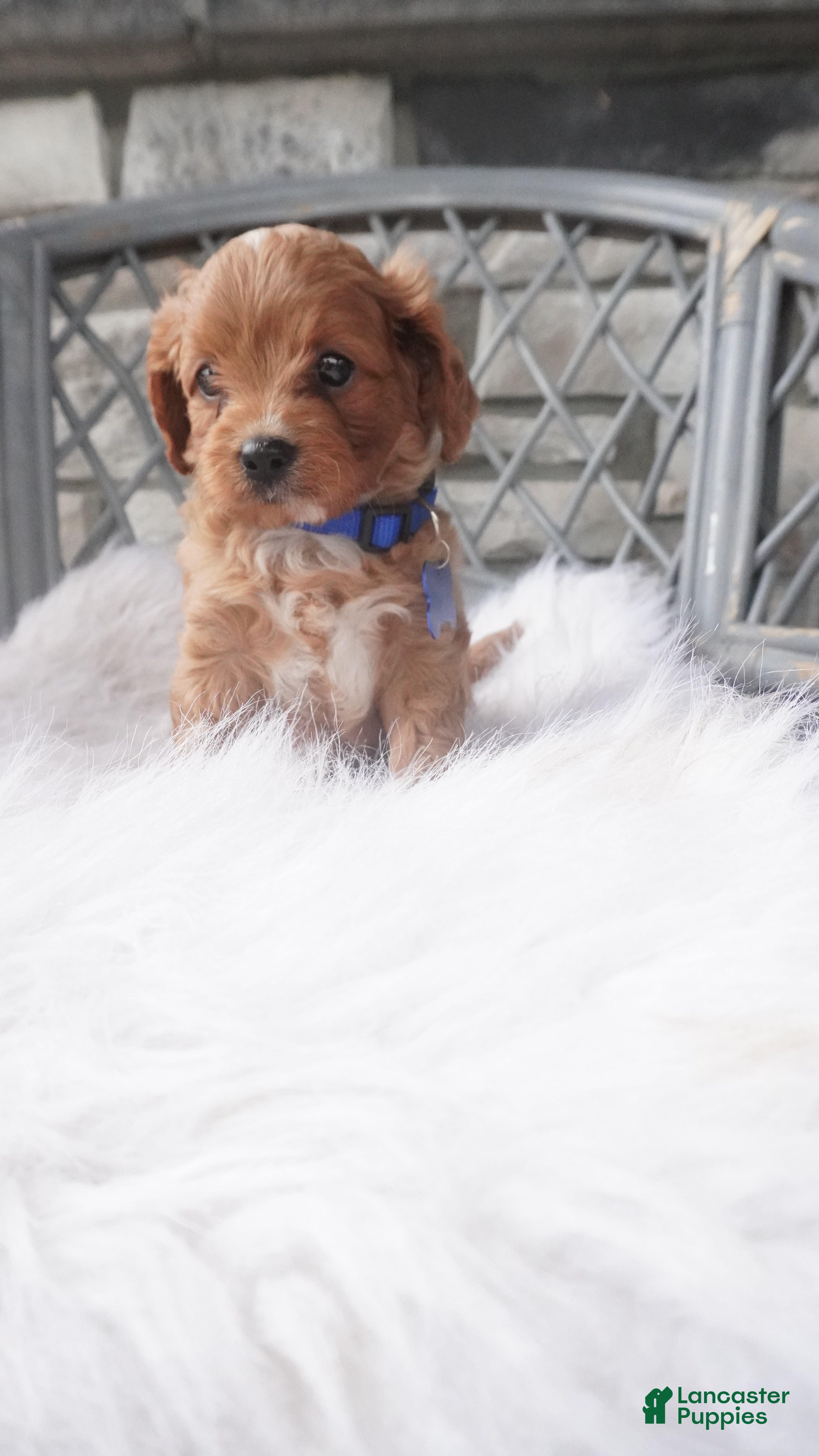 Cavapoo dogs Callan  - Ad 2