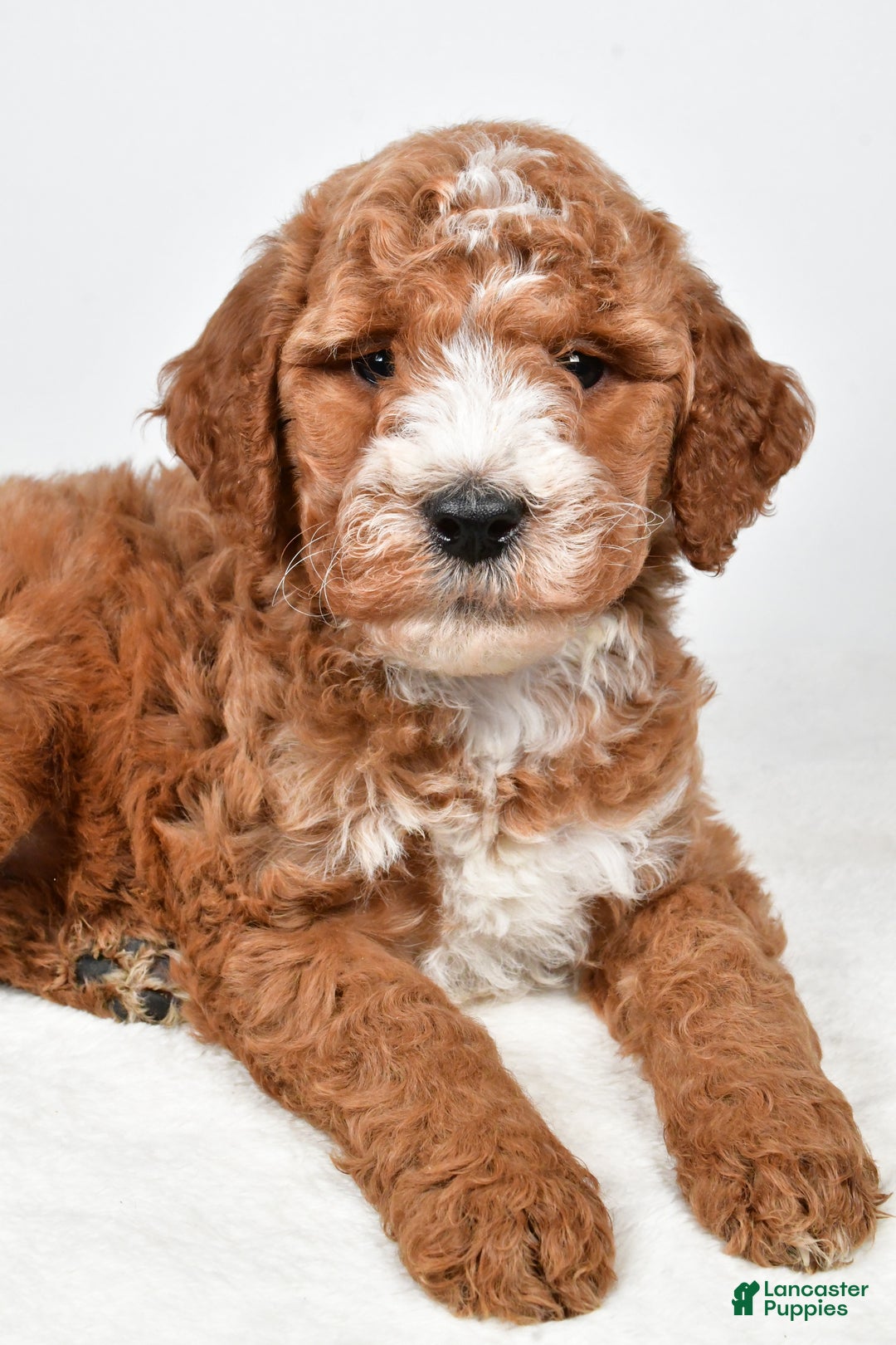 Labradoodle dogs for sale: Nessa - Ad 7