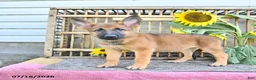 Mixed Breed dogs for sale: Anka - Ad 2