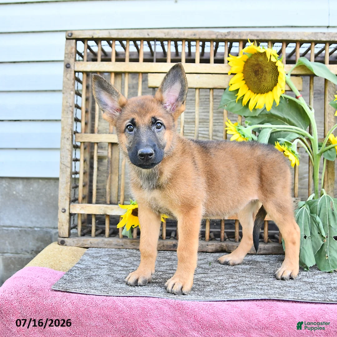 Mixed Breed dogs for sale: Anka - Ad 2