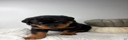 Rottweiler dogs for sale: Jose - Ad 6