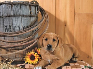 Labrador Retriever dogs Pearl - Ad 25