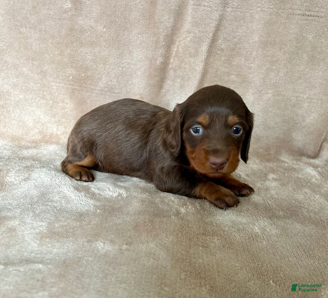 Miniature Dachshund dogs for sale: AKC Rory DNA OFA LH - Ad 3