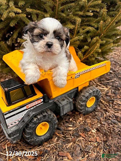 Shih Tzu dogs Buster - Ad 36