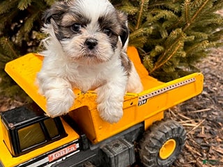 Shih Tzu dogs Buster - Ad 36