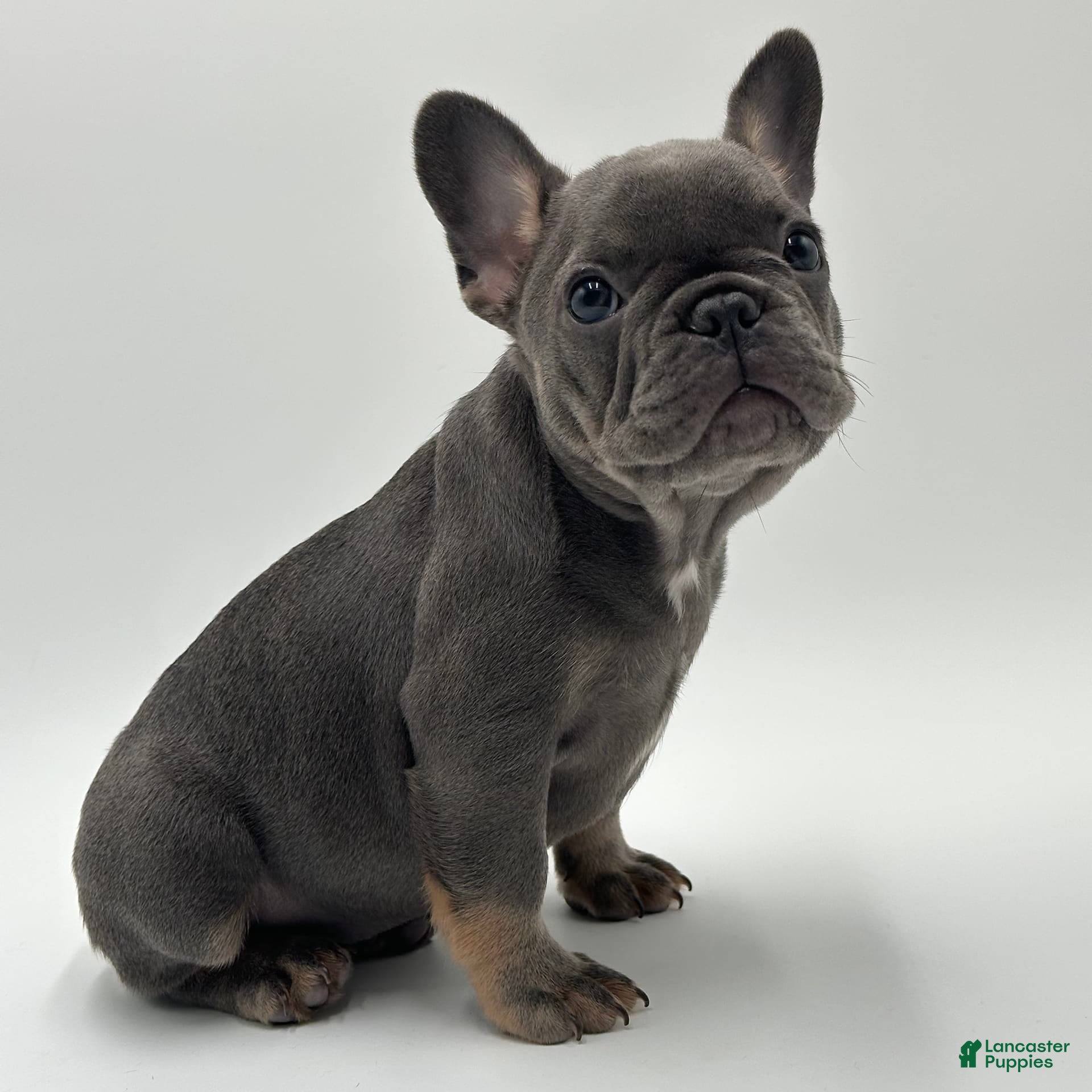 Fort Worth French Bulldog Buy Near Me Lilac And Tan Merle French