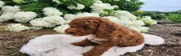 Miniature Poodle dogs for sale: Jazzy  - Ad 5